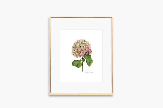 Mauve Hydrangea Watercolor Pink Bloom Botanical Elegant Art Poster