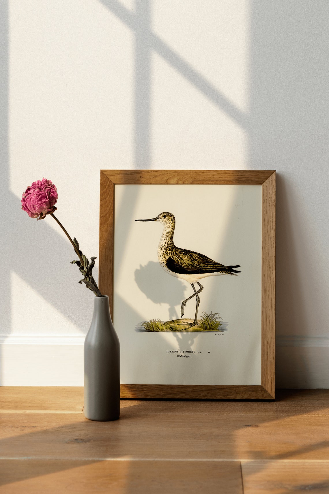 Greenshank Wader Totanus Littoreus Vintage Bird Illustration Print - Image 4