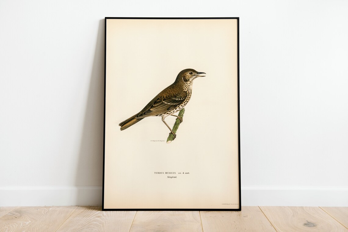 Song Thrush Bird Art Print, Vintage Nature Decor