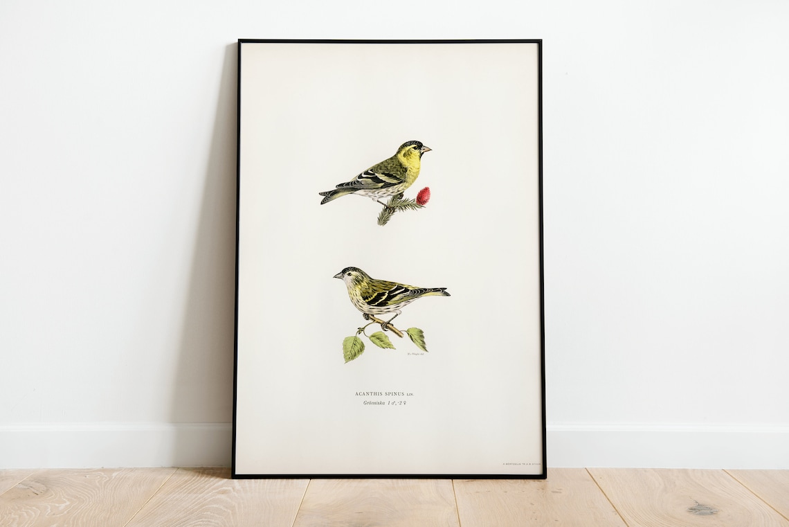 Siskin Bird Pair Acanthis Spinus Vintage Finch Illustration Print