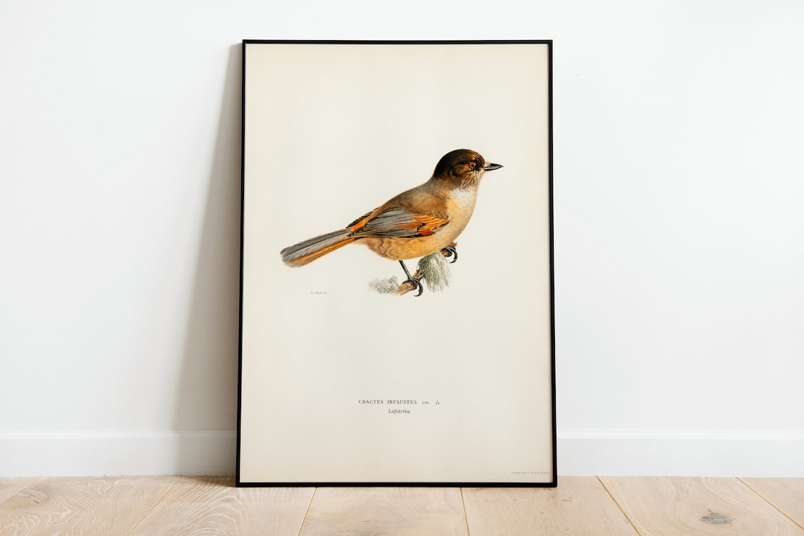 Siberian Jay Bird Vintage Nature Art Print
