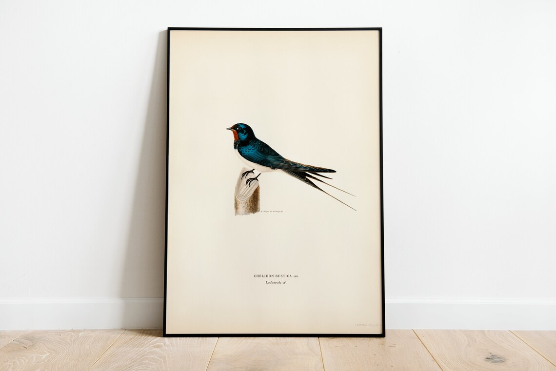 Barn Swallow Male Bird Vintage Nature Art Print