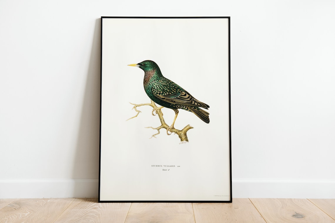Starling Bird Vintage Nature Art Print Poster