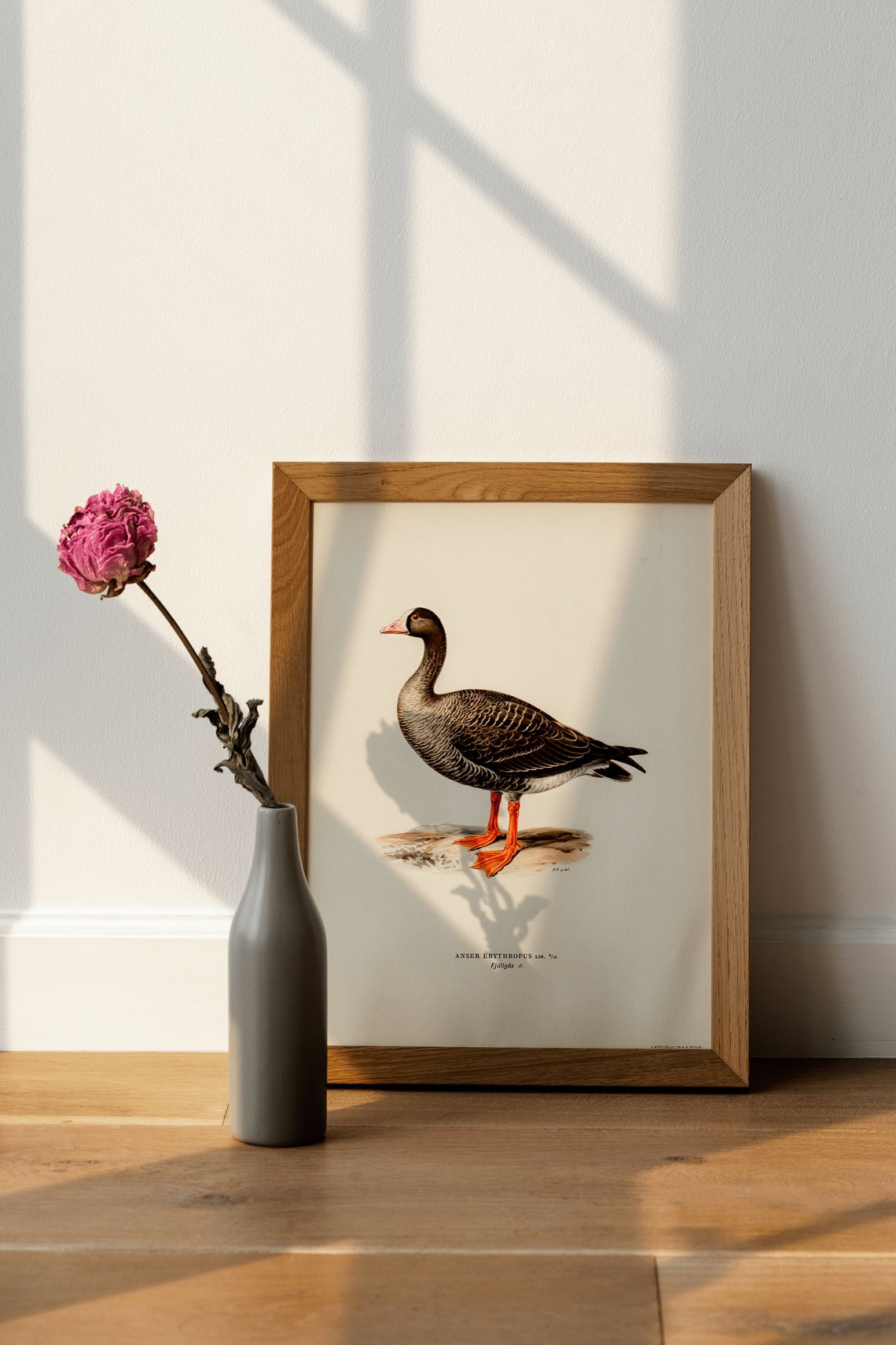 Wild Lesser White Fronted Goose Vintage Bird Archival Poster - Image 4