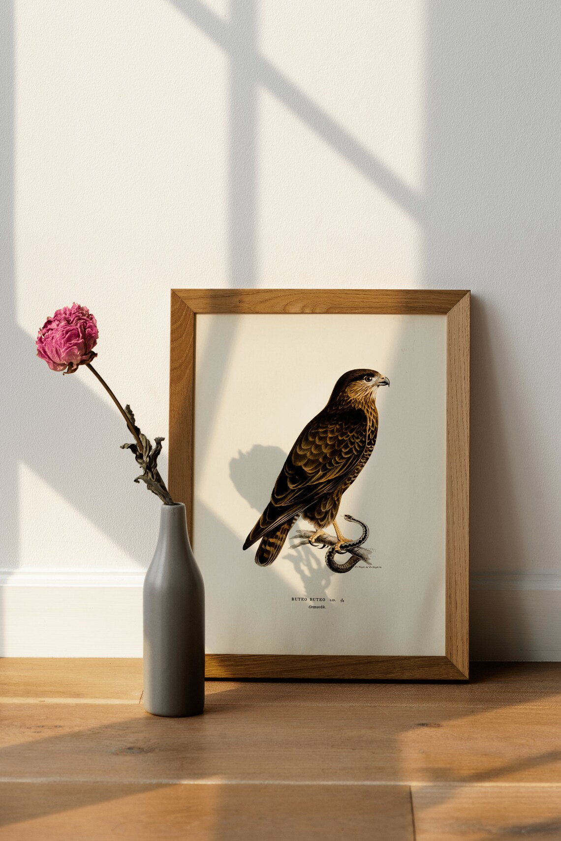 Buzzard Bird Of Prey Vintage Nature Art Print - Image 4