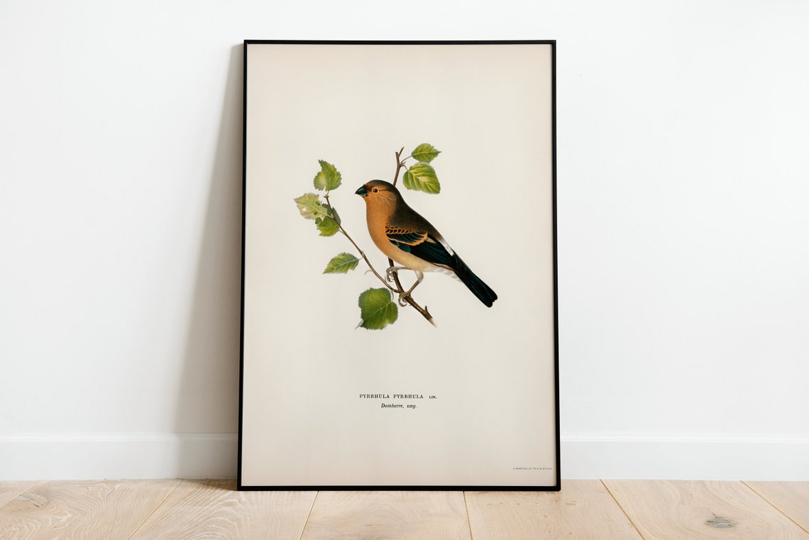 Bullfinch Songbird Vintage Ornithological Illustration Poster