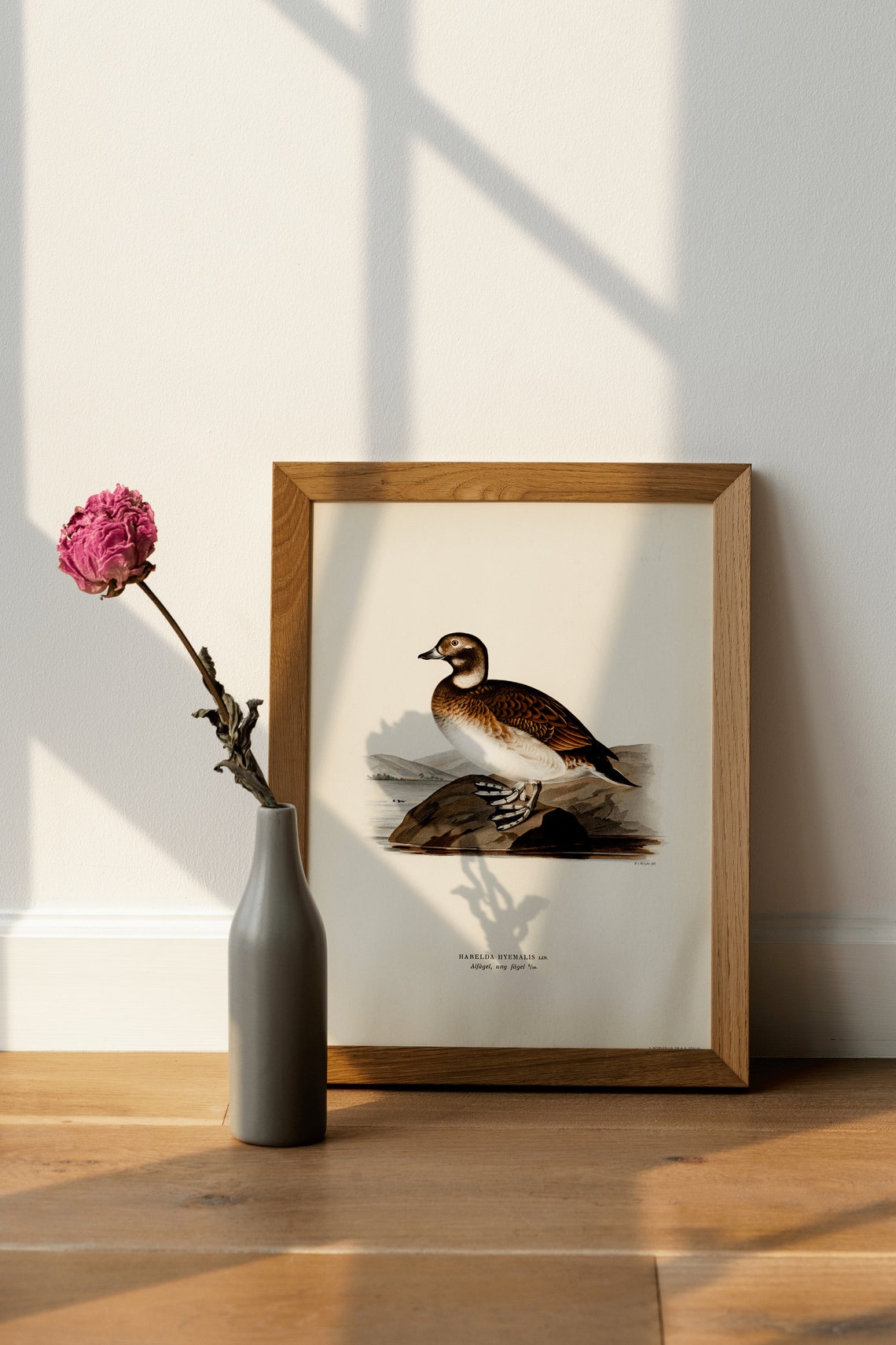 Long-Tailed Duck Vintage Ornithology Bird Illustration Print - Image 4