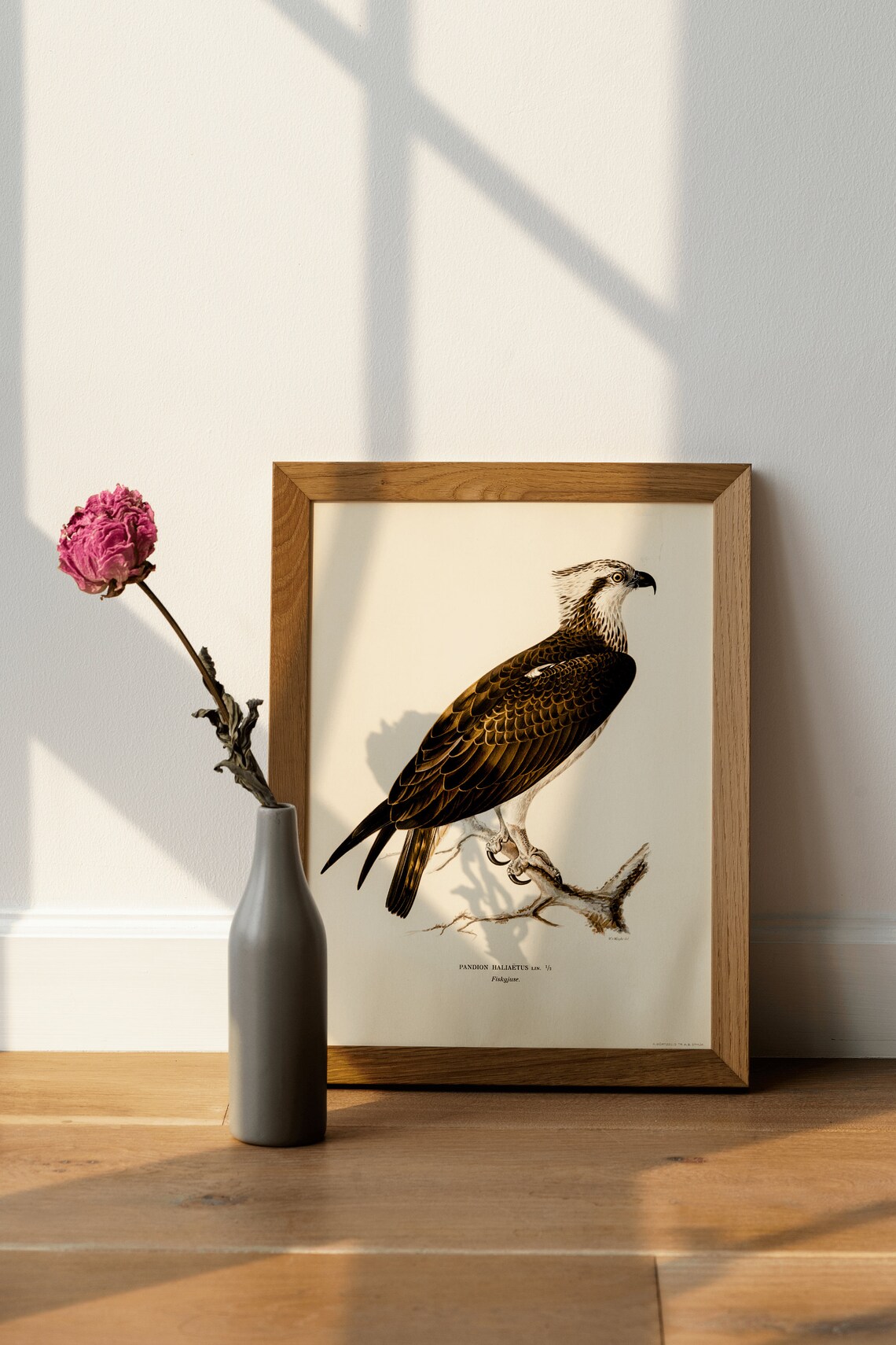 Osprey Bird Of Prey Vintage Nature Art Print - Image 4