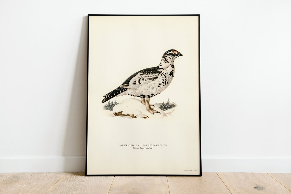 Willow Ptarmigan Hybrid Game Bird Vintage Winter Plumage Poster