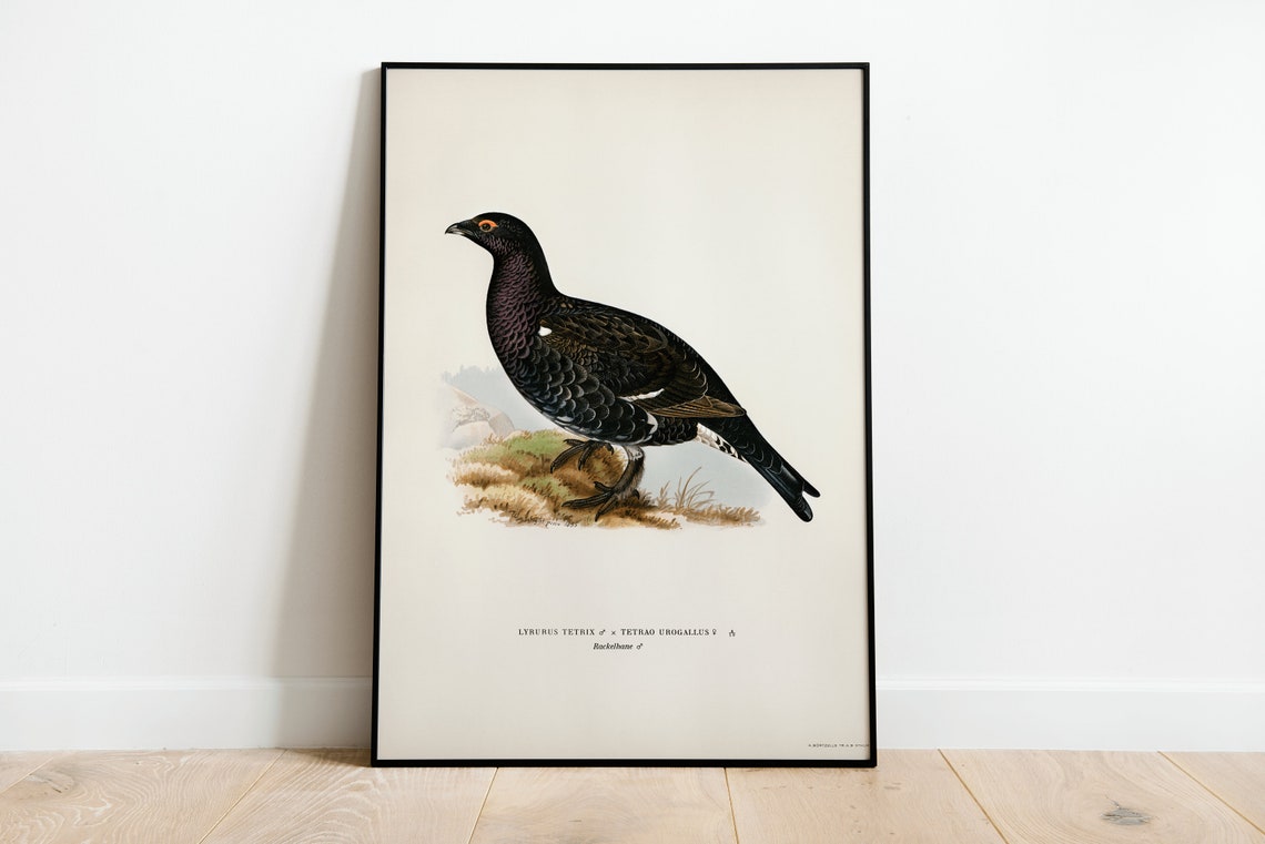 Black Grouse Capercaillie Hybrid Game Bird Vintage Art Poster