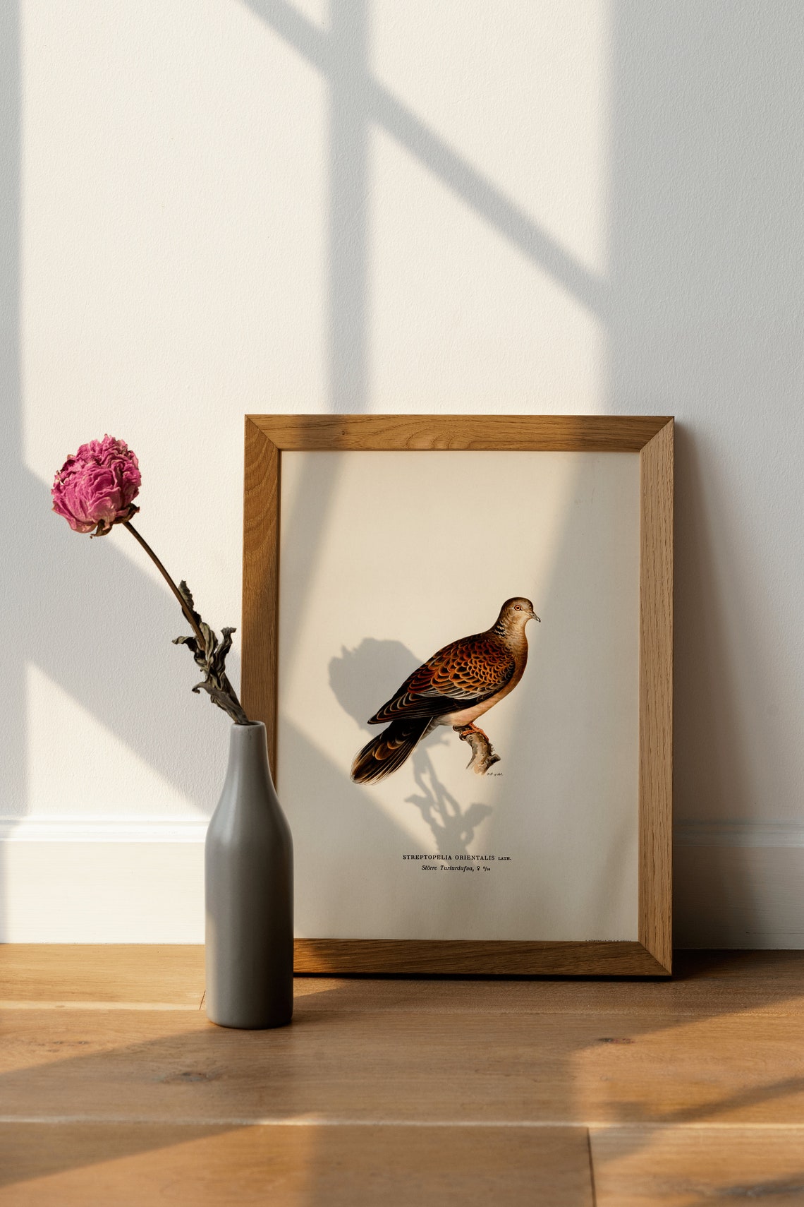 Oriental Turtle Dove Vintage Ornithology Illustration Naturalist Print - Image 4