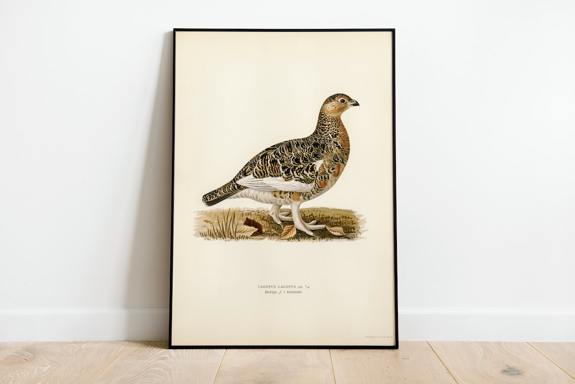 Willow Ptarmigan Male Vintage Nature Art Print