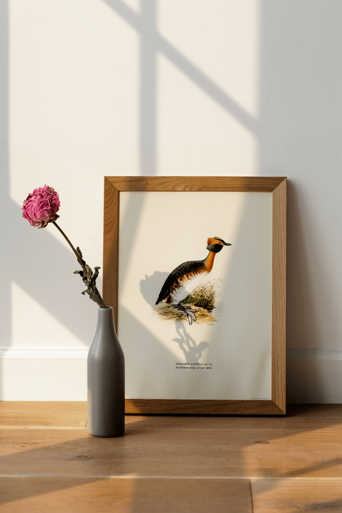 Horned Grebe Breeding Plumage Vintage Ornithology Illustration Poster - Image 4