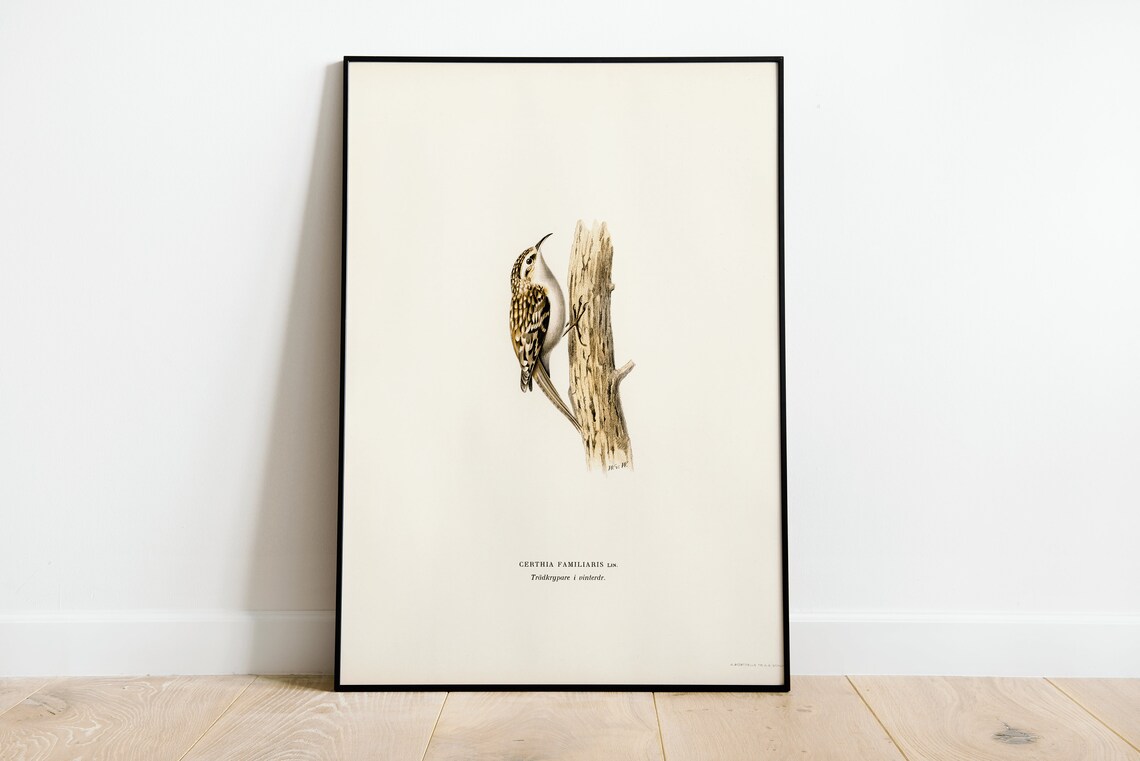 Treecreeper Bird Vintage Nature Art Print