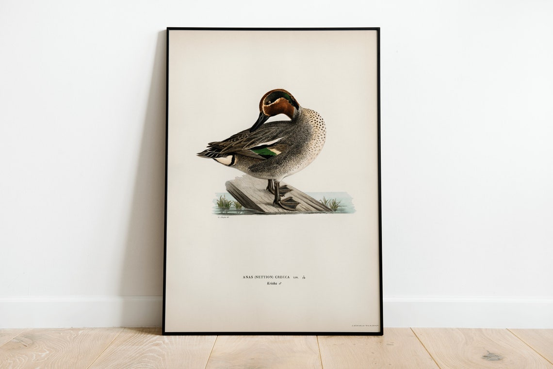 Vintage Teal Duck Ornithological Bird Study Classic Archival Print