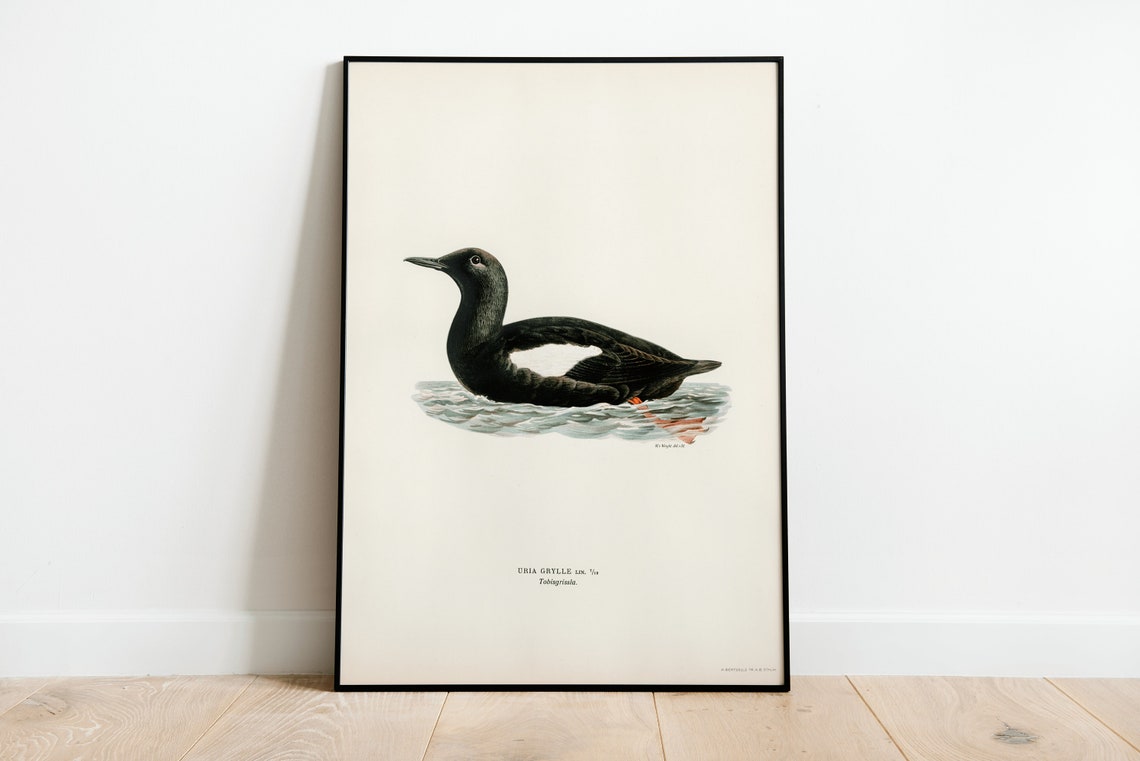 Black Guillemot Vintage Bird Illustration Archival Nature Art Print