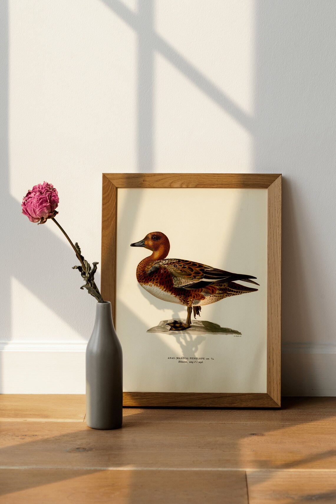 Wigeon Male Duck Vintage Bird Illustration Natural History Art Poster - Image 4