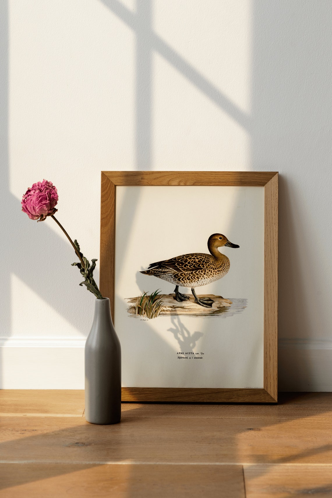 Female Pintail Duck Anas Acuta Vintage Bird Illustration Poster - Image 4