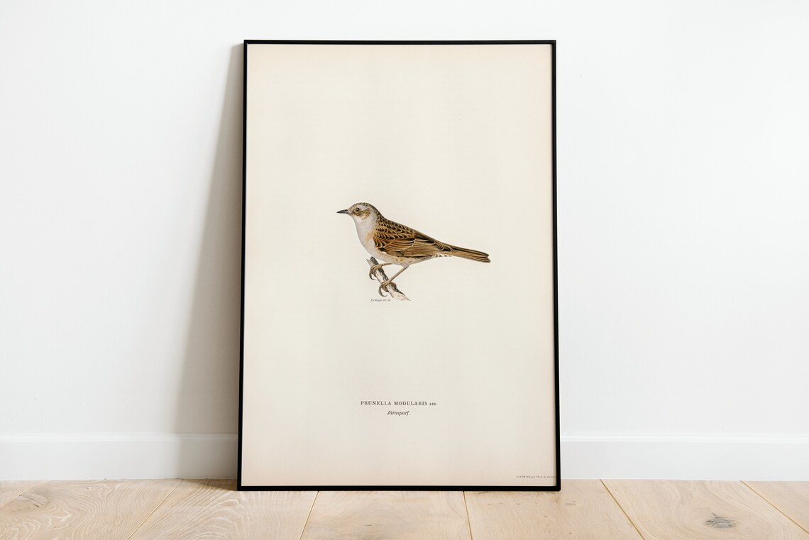 Dunnock Bird Vintage Nature Art Print Poster