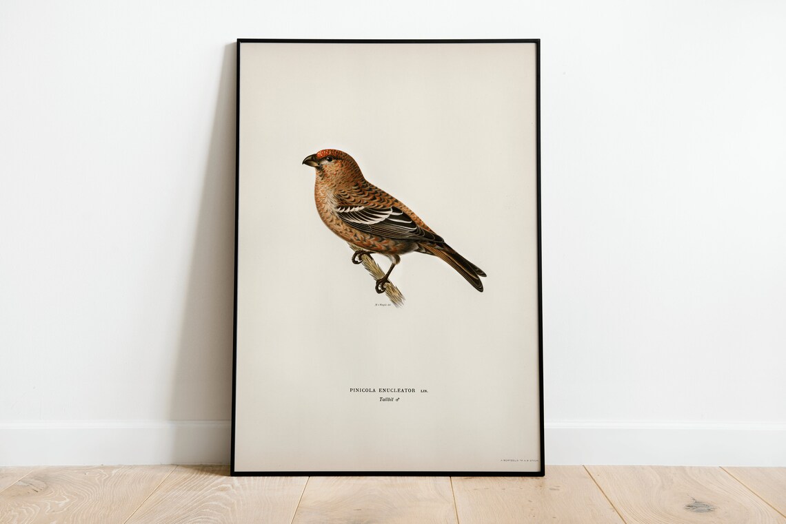 Red Pine Grosbeak Male Songbird Vintage Bird Illustration Poster
