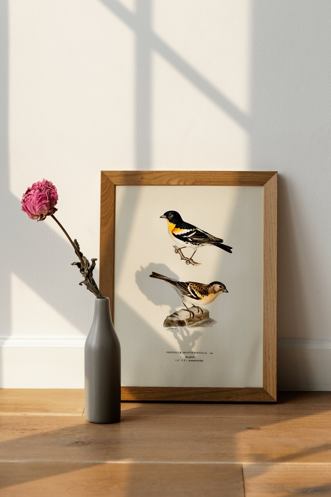 Male and Female Brambling Birds Vintage Illustration Art Poster - Image 4