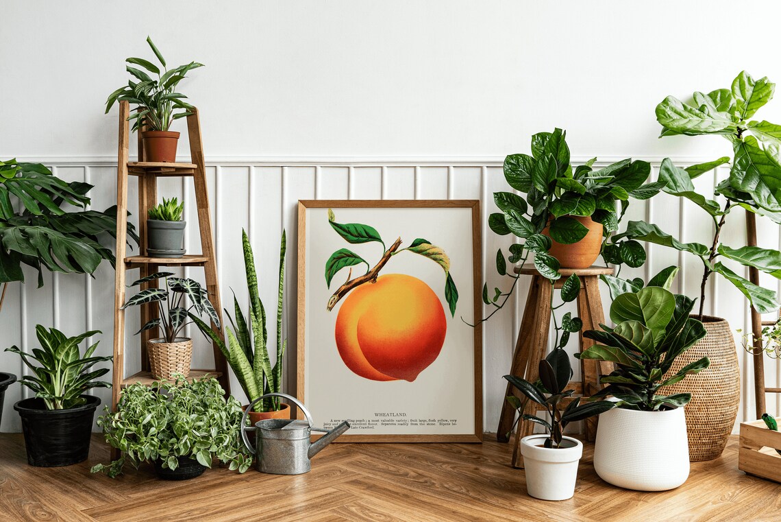 Vintage Peach Botanical Art Print, Classic Decor - Image 3