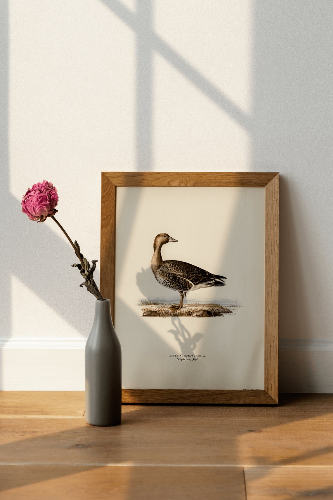 Greater White Fronted Goose Vintage Bird Naturalist Illustration Print - Image 4