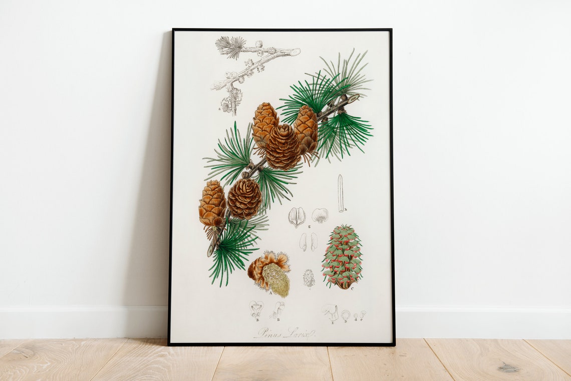Pinus Laricio Pine Cones Vintage Botanical Illustration Wall Poster