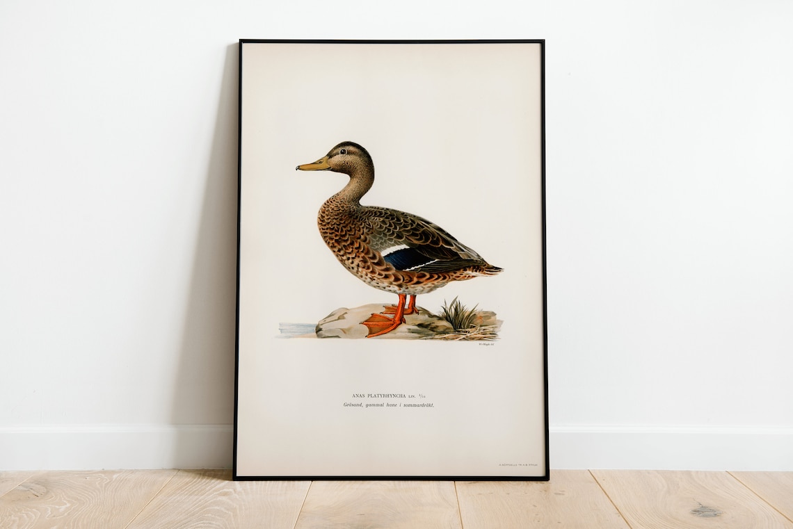 Mallard Duck Female Bird Vintage Nature Art Print