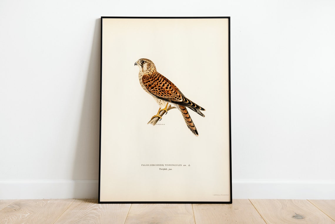 Kestrel Bird of Prey Vintage Illustration Falcon Nature Art Print