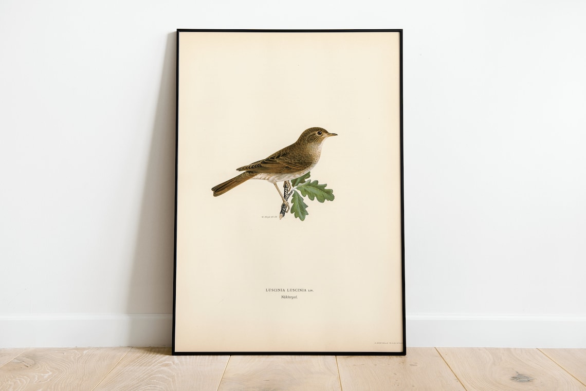 Thrush Nightingale Bird Vintage Nature Art Print