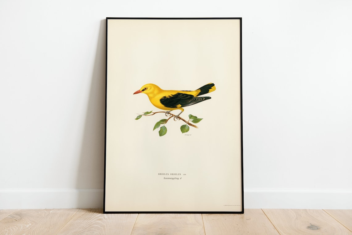 Golden Oriole Bird Art Print, Vintage Nature Poster
