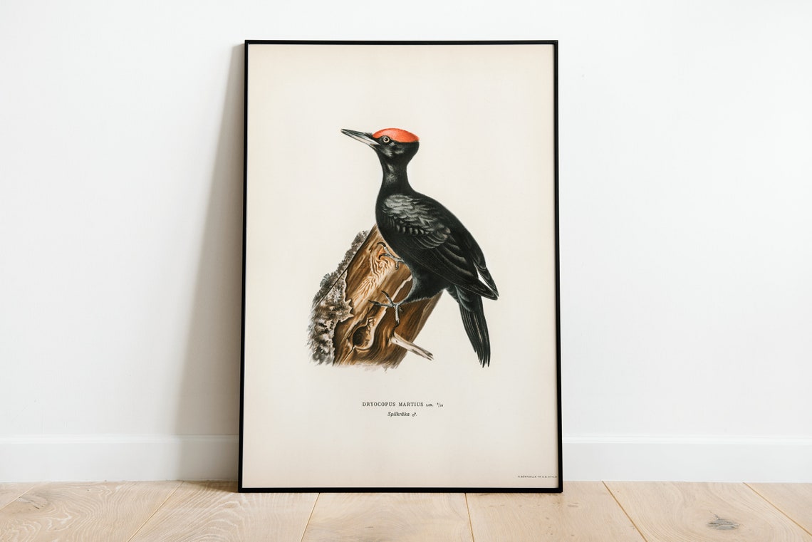 Black Woodpecker Vintage Ornithological Bird Illustration Poster