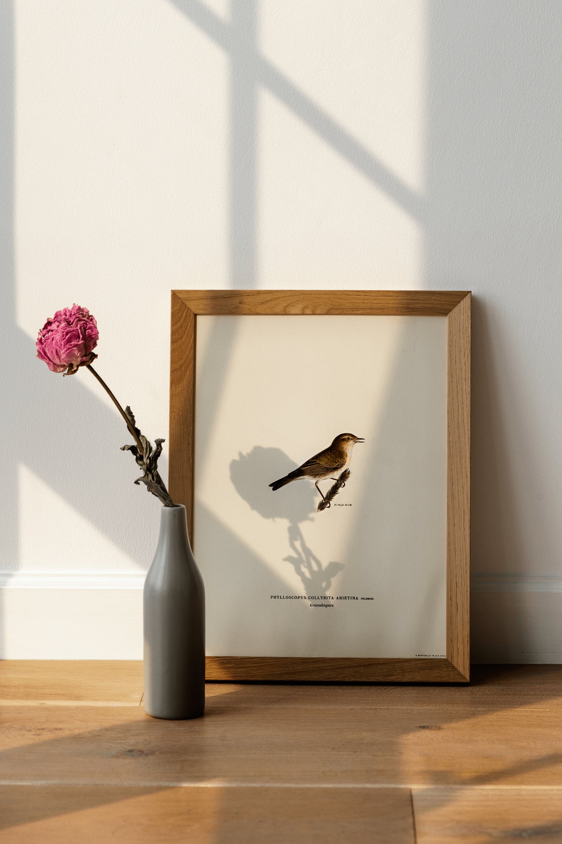 Chiffchaff Phylloscopus Collybita Vintage Bird Illustration Poster - Image 4