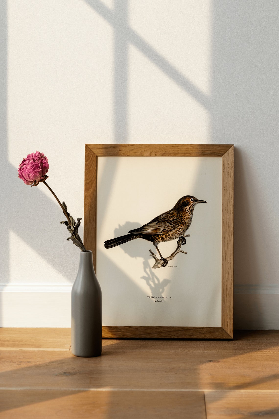 Female Blackbird Turdus Merula Vintage Bird Illustration Poster - Image 4