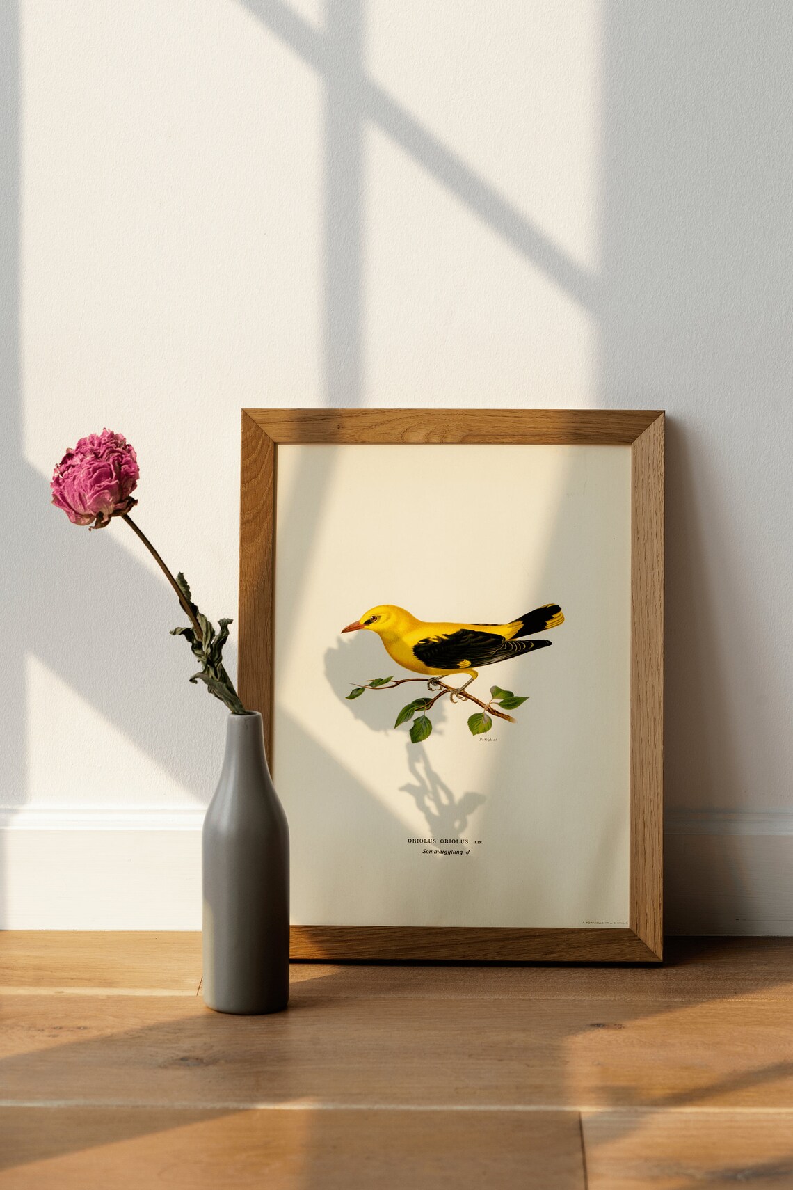 Golden Oriole Bird Art Print, Vintage Nature Poster - Image 4