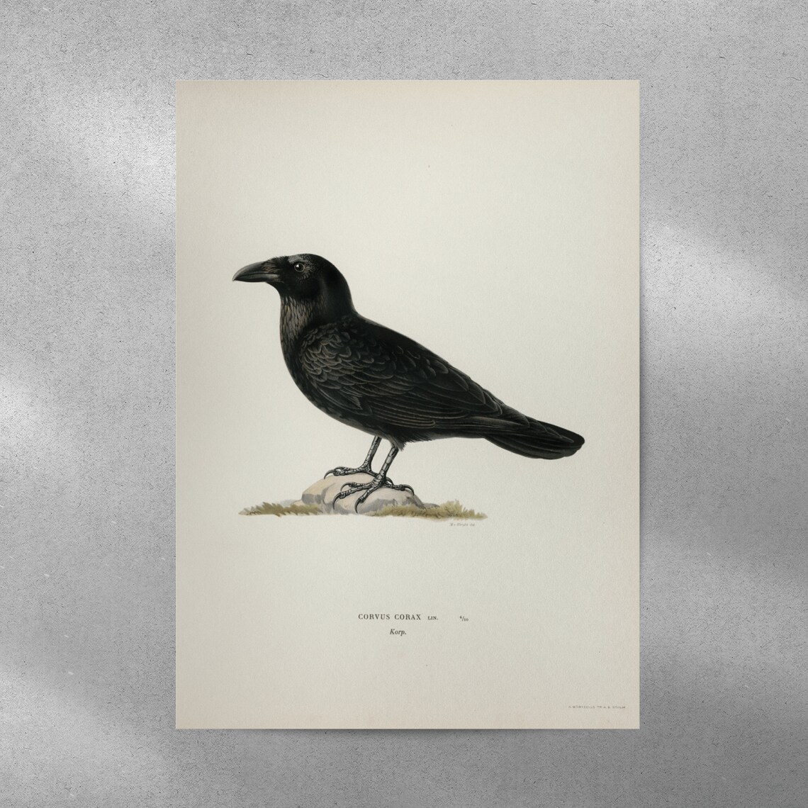 Common Raven Vintage Nature Art Print Poster - Image 3