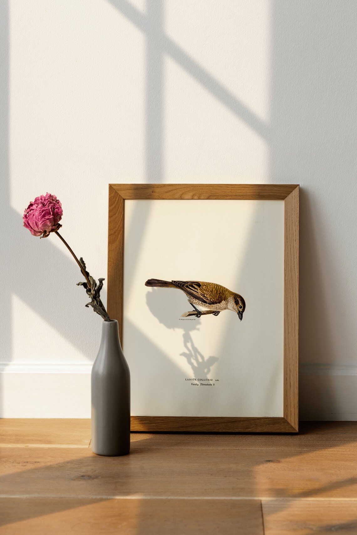 Red Backed Shrike Female Vintage Naturalist Bird Illustration Poster - Image 4