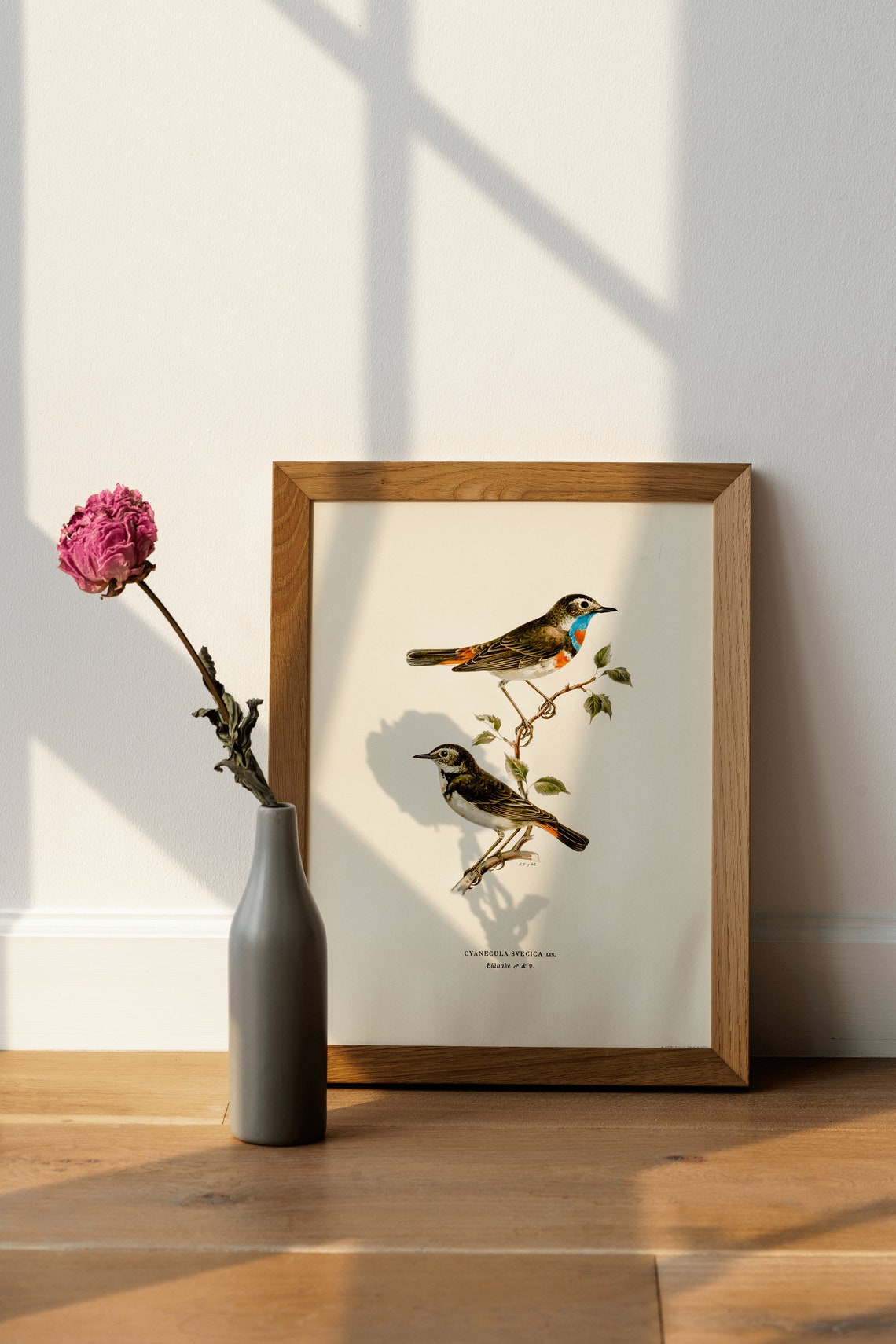 Bluethroat Pair Vintage Ornithological Bird Illustration Poster - Image 4