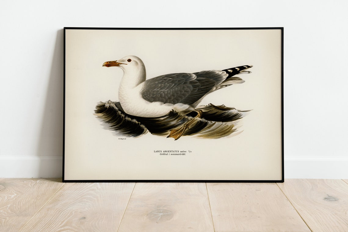 Herring Gull Vintage Ornithology Seabird Illustration Art Print