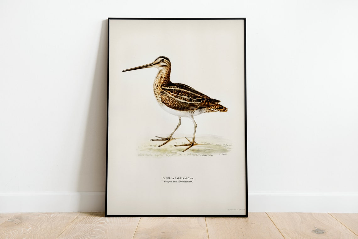 Snipe Bird Vintage Ornithology Artwork Bird Lover Gift Poster