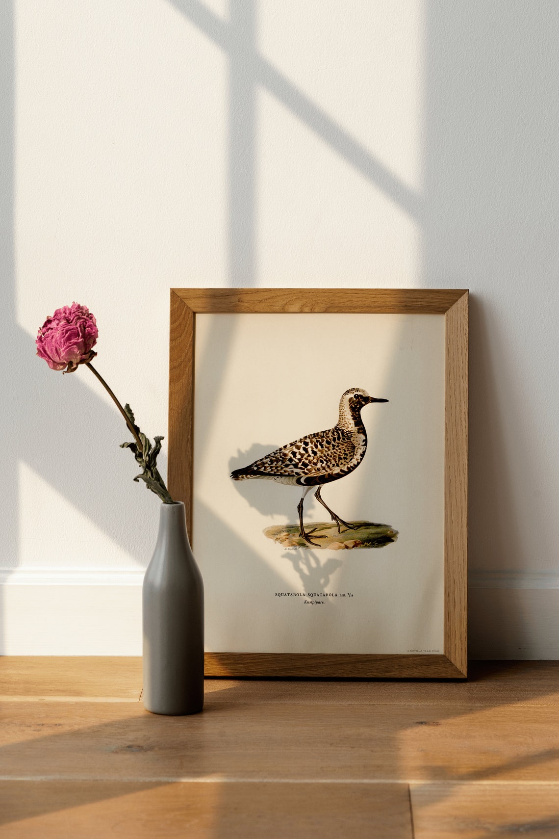 Grey Plover Squatarola Squatarola Vintage Bird Illustration Print - Image 4