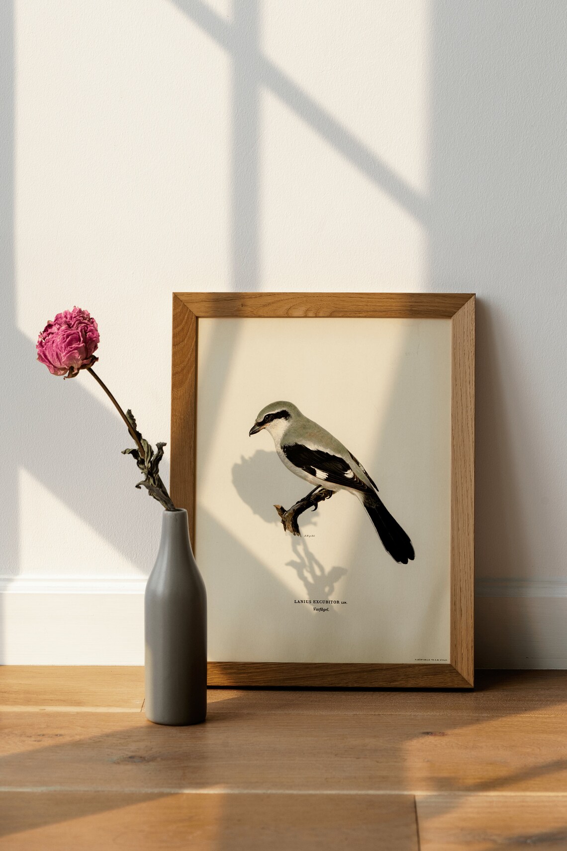 Great Grey Shrike Vintage Ornithological Illustration Poster - Image 4