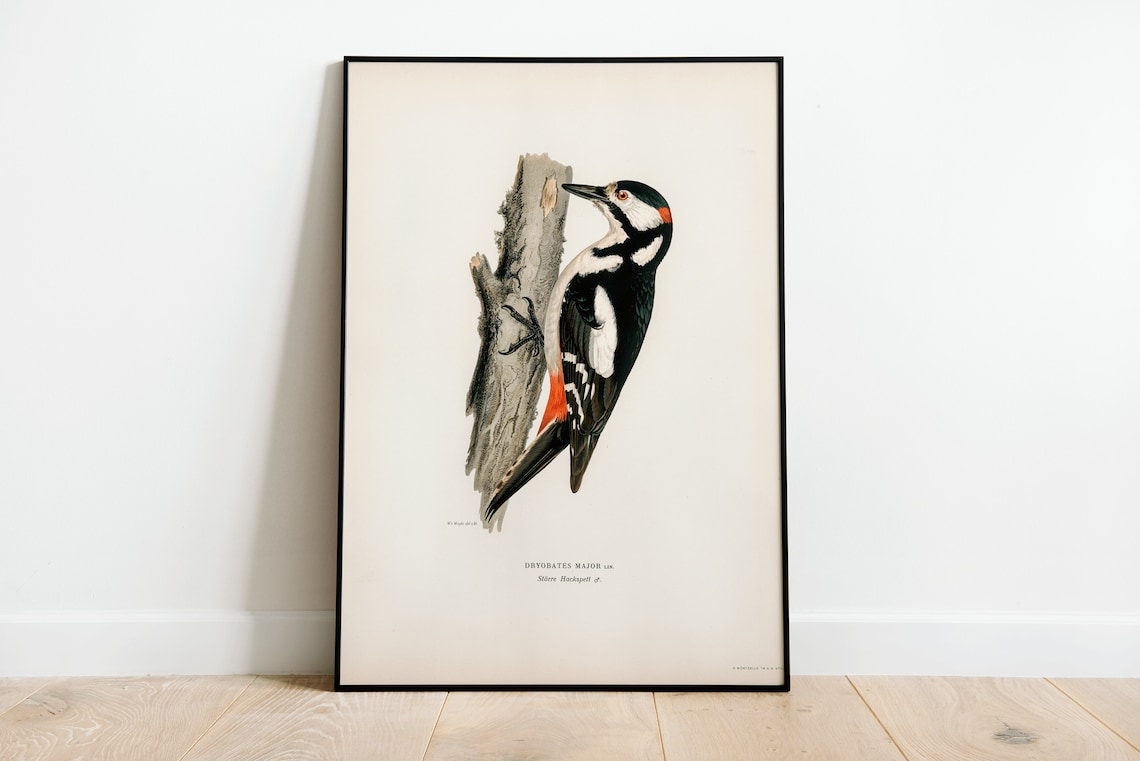 Great Spotted Woodpecker Vintage Nature Art Print