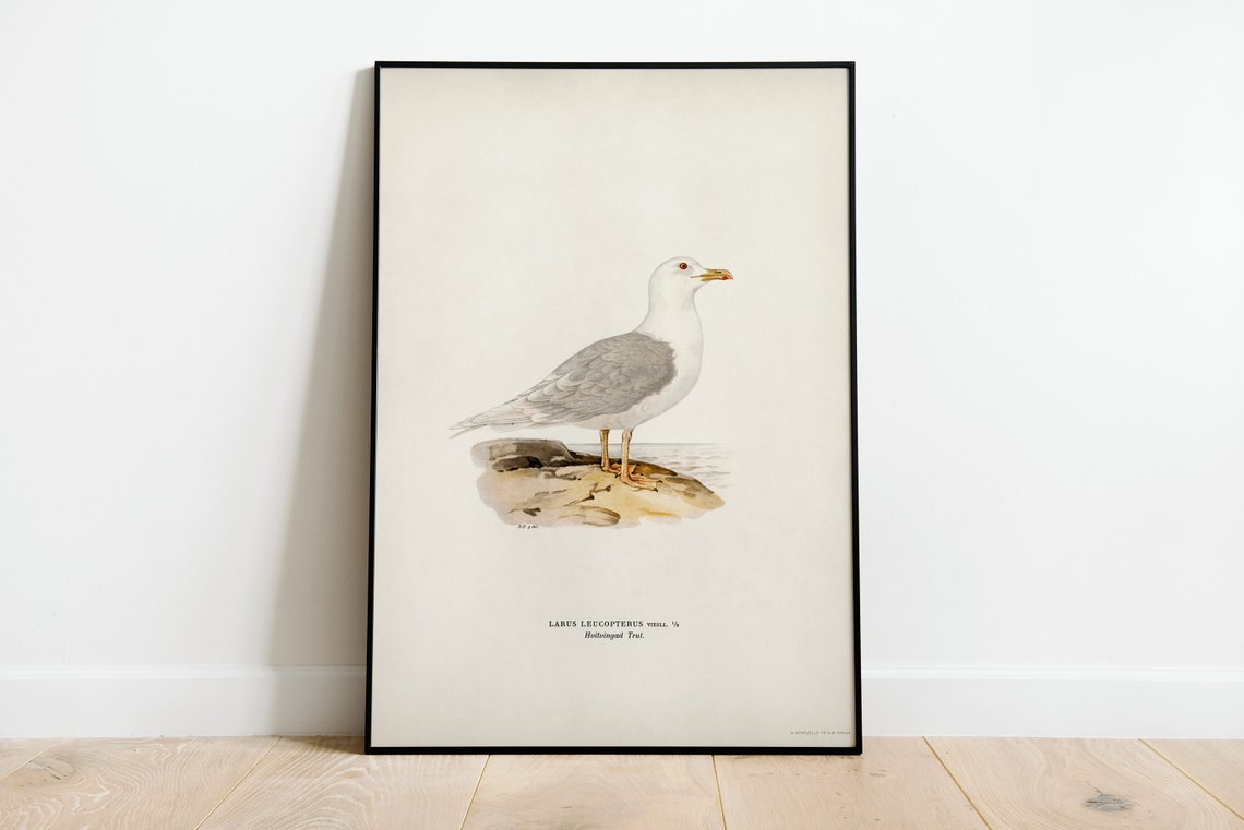 Iceland Gull Larus Leucopterus Vintage Seabird Illustration Print
