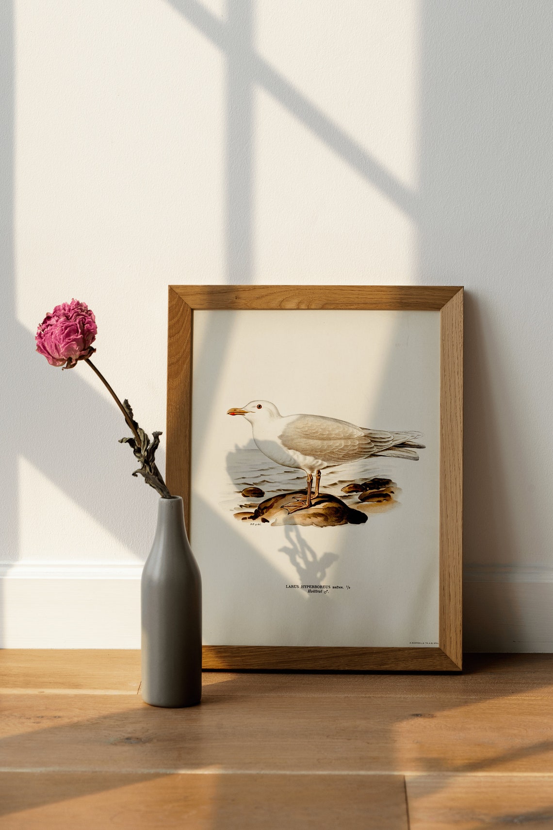 Glaucous Gull Larus Hyperboreus Vintage Seabird Illustration Print - Image 4