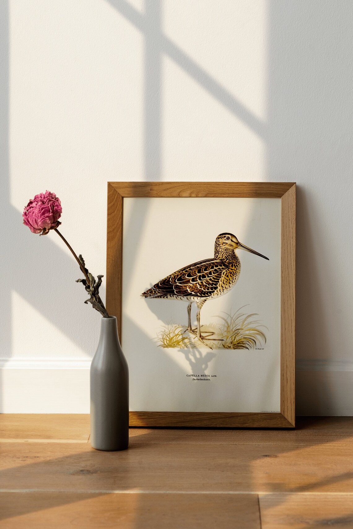 Great Snipe Wader Bird Vintage Natural History Illustration Poster - Image 4