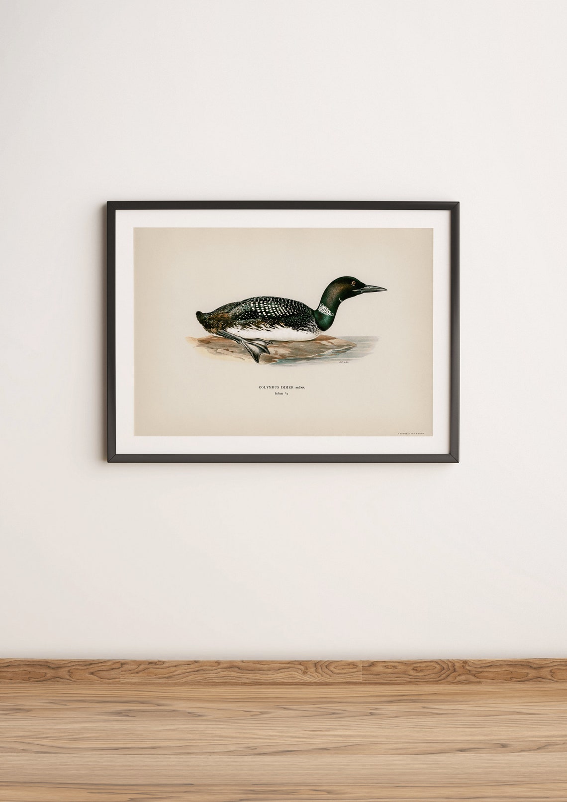 Common Loon Water Bird Vintage Natural History Illustration Print - Image 3
