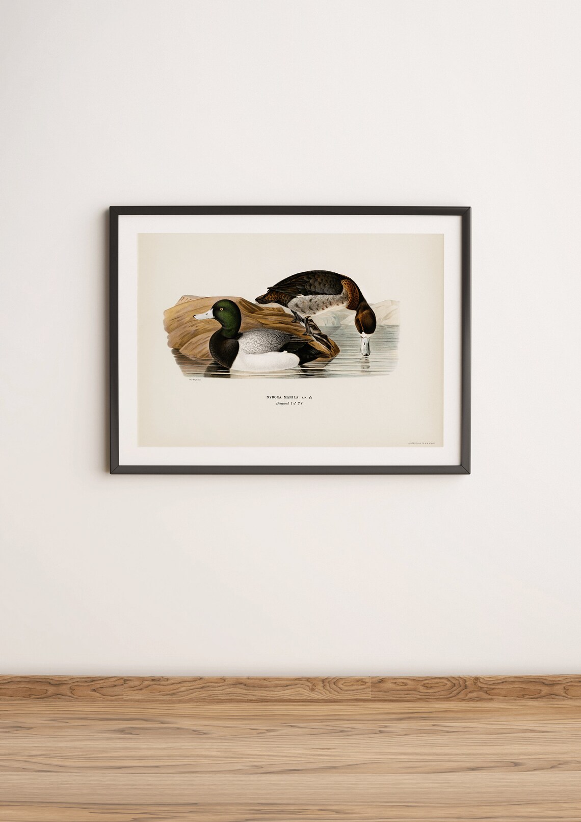 Greater Scaup Ducks Vintage Ornithology Illustration Art Print - Image 3