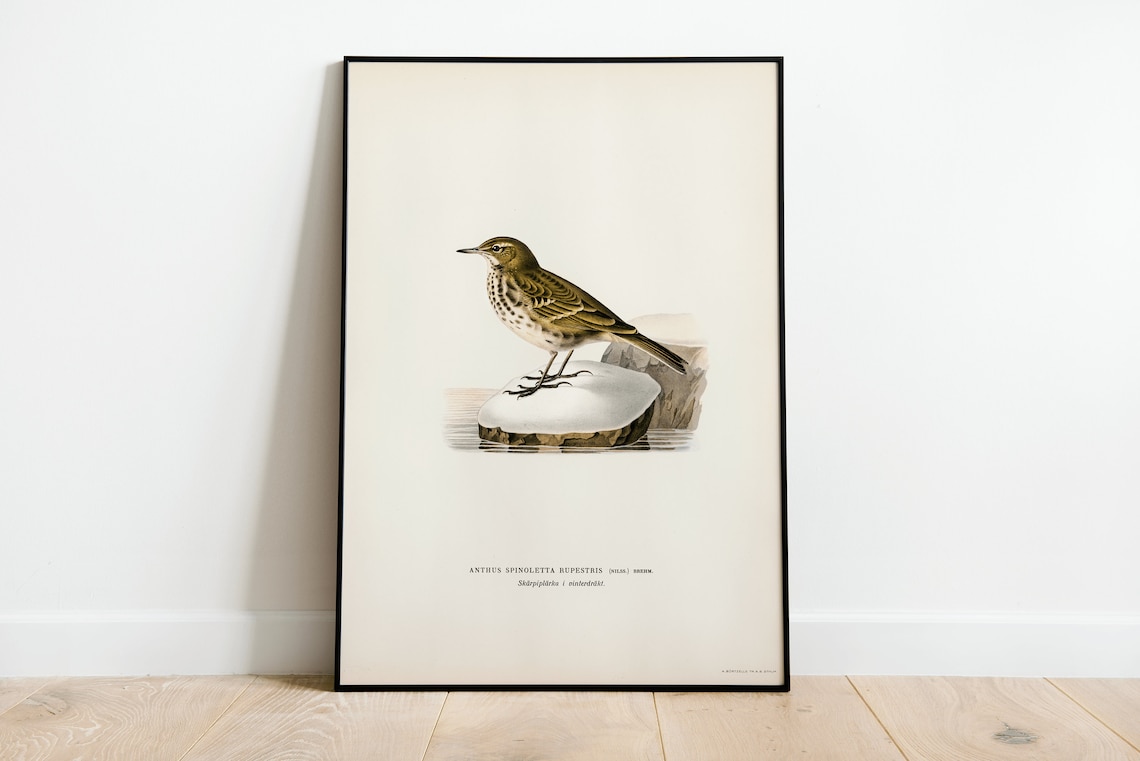 Water Pipit Vintage Bird Illustration Naturalist Songbird Print